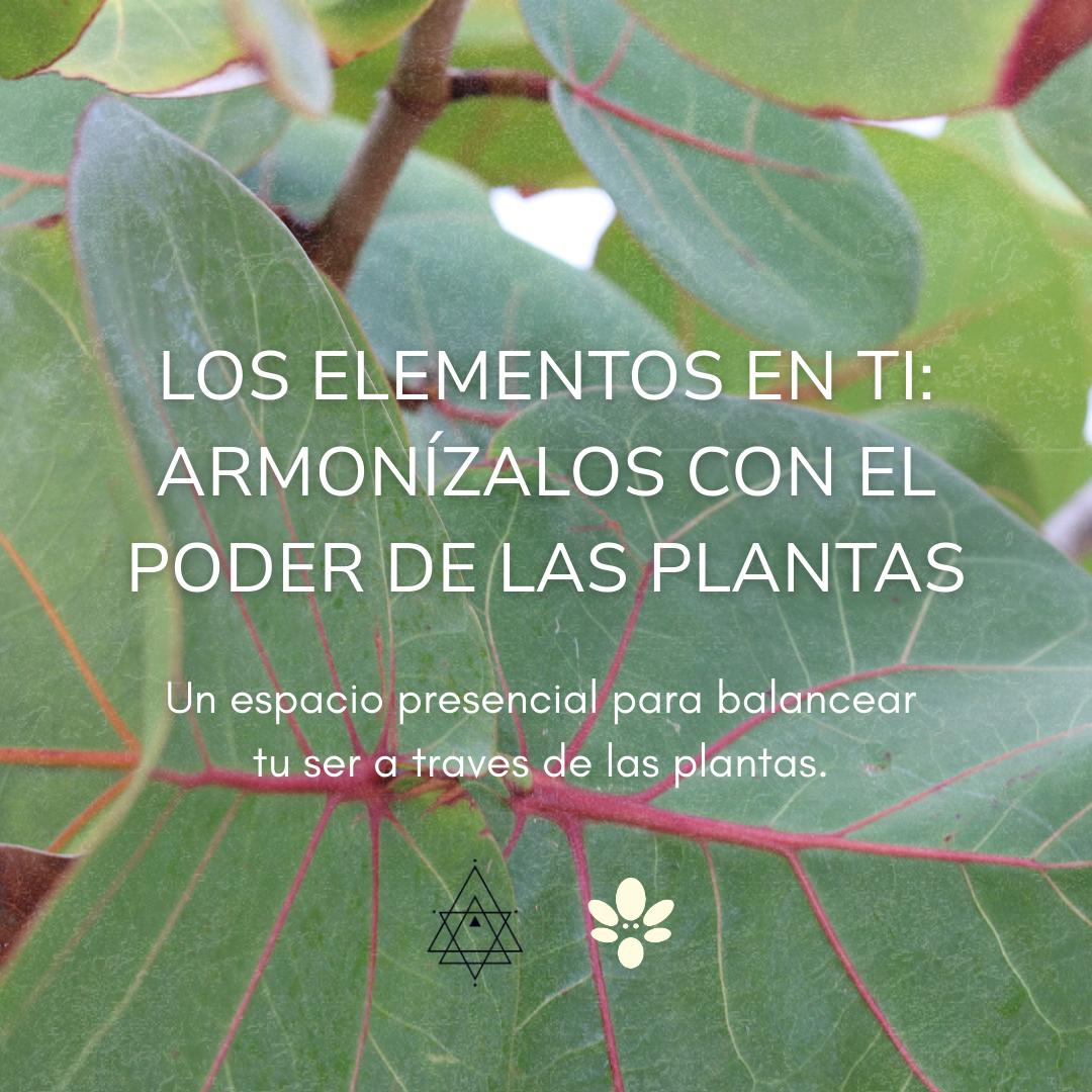 Close-up of green leaves with red veins in the background. White text over the image reads: ‘Los elementos en ti: Armonízalos con el poder de las plantas. Un espacio presencial para balancear tu ser a través de las plantas.’ Below the text are two small icons, one geometric symbol and one the Petra Aroma logo.