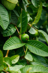guava leaf guava leaf