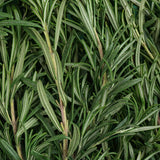 rosemary