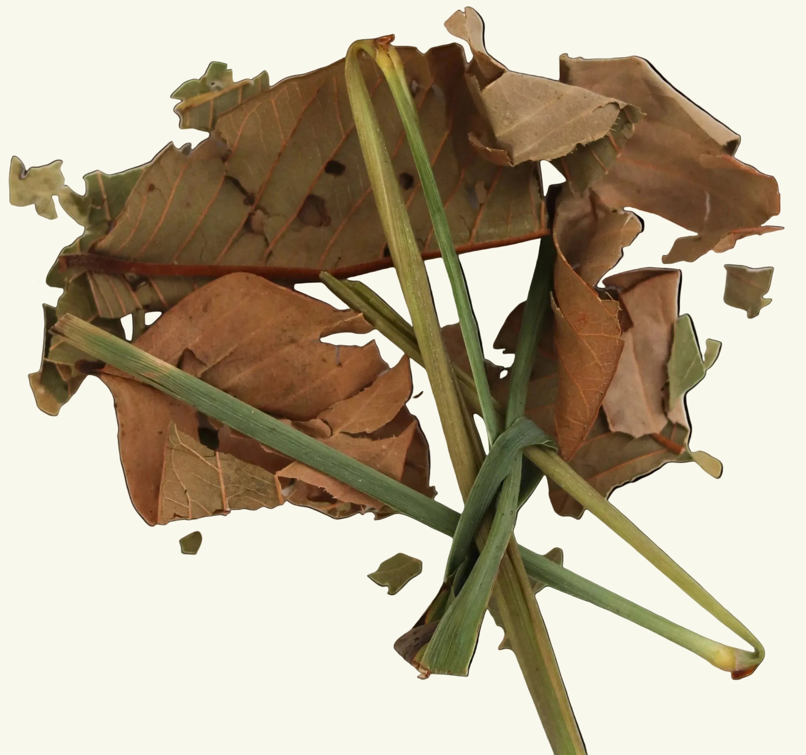 Dried guava leaf and lemongrass
