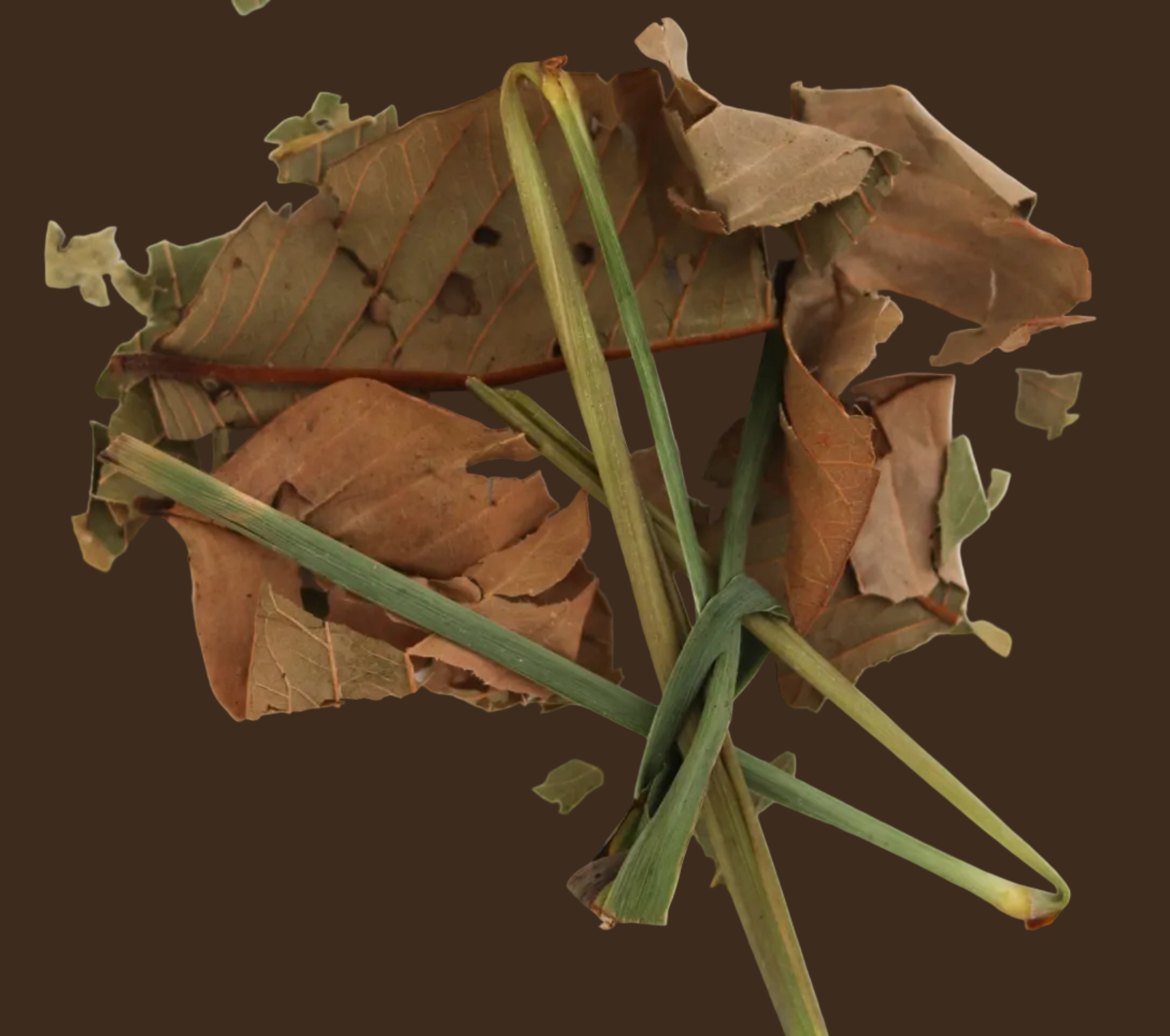 Dried leaves and herbs on a white background