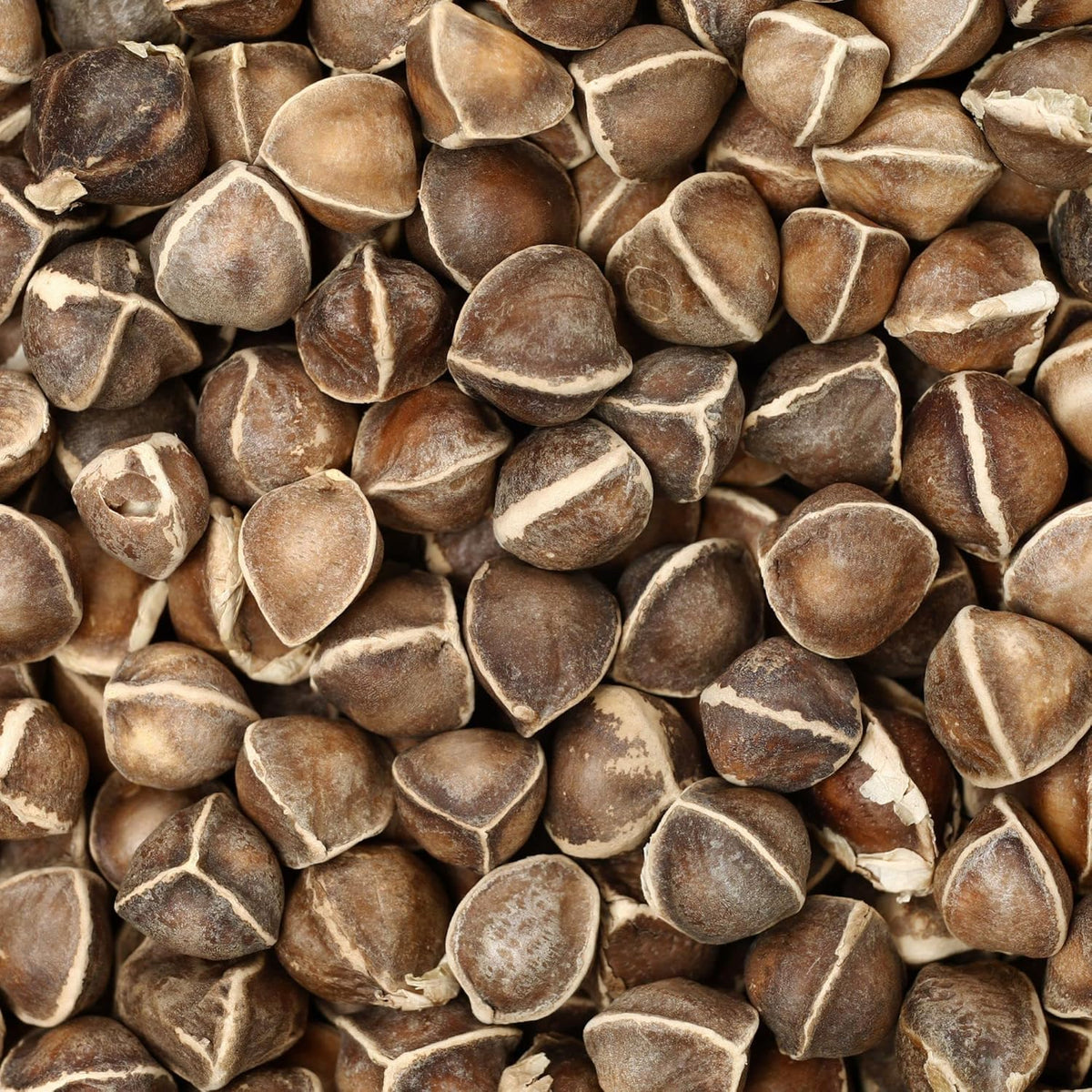 every petra oil starts with moringa.